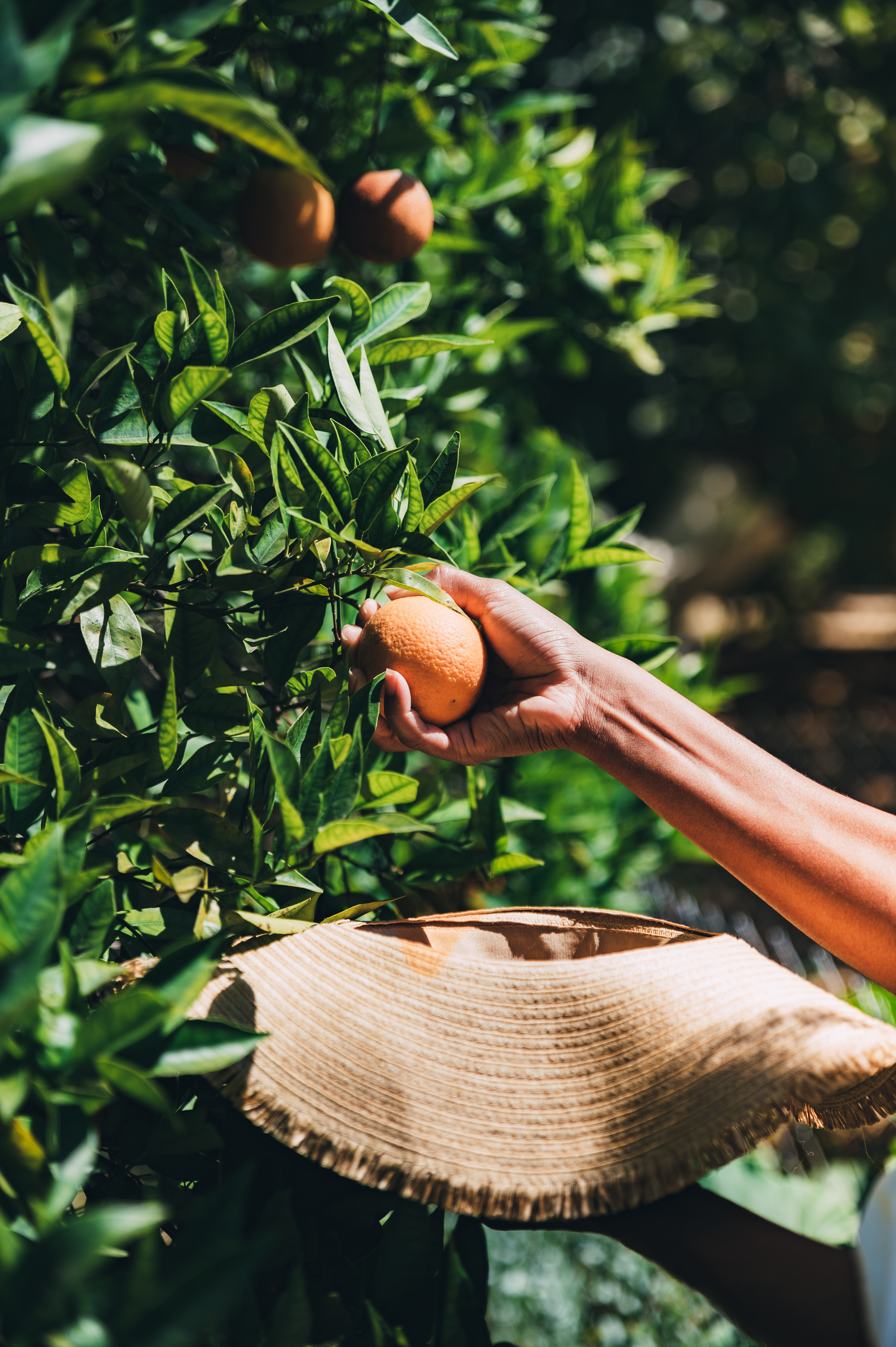unrecognizable woman picking orange fruit in garden unrecognizable woman picking orange fruit in garden